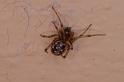 Steatoda_grossa_D3206_Z_85_Valle Gran Rey_Spanje